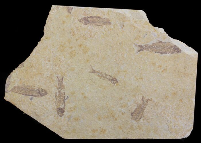 Six, Small Knightia Fossil Fish - Wyoming #67619